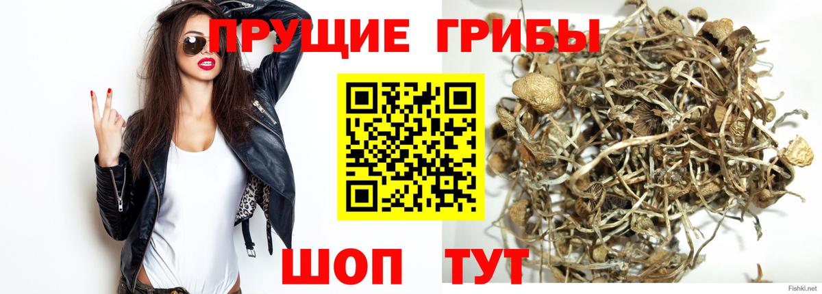 Галлюциногенные грибы Psilocybe  Псилоцибиновые грибы прущие грибы  Томск  купить  сайты  Вход с VPN 